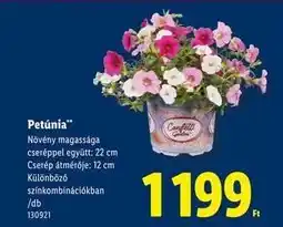 Lidl Petúnia ajánlat