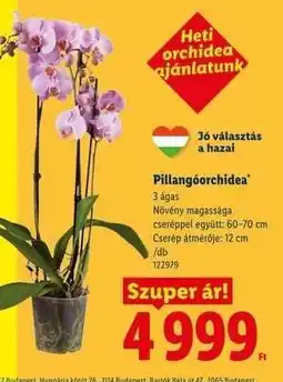 Lidl Pillangóorchidea ajánlat
