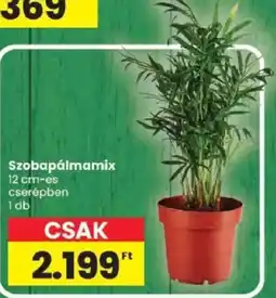 Spar Szobapálmamix ajánlat