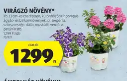 ALDI Virágzó növény ajánlat