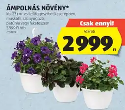 ALDI Ámpolnás növény ajánlat