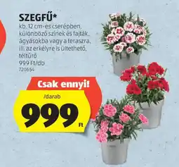 ALDI Szegfű ajánlat