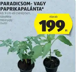 ALDI Paradicsom- vagy paprikapalánta ajánlat