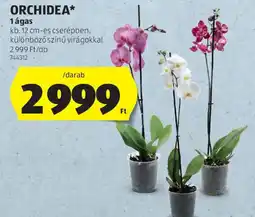 ALDI Orchidea ajánlat
