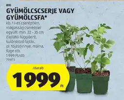 ALDI BIO gyümölcscserje vagy gyümölcsfa ajánlat