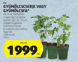 ALDI Gyümölcsfa vagy gyümölcsbokor ajánlat
