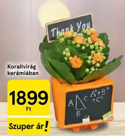 Tesco Korallvirág kerámiában ajánlat