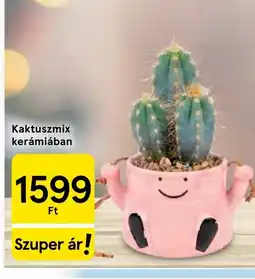Tesco Kaktuszmix kerámiában ajánlat
