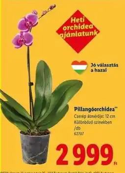 Lidl Pillangóorchidea ajánlat