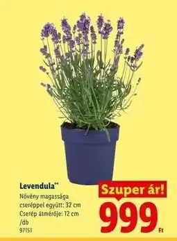 Lidl Levendula ajánlat