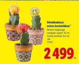 Lidl Gömbkaktusz színes kerámiában ajánlat