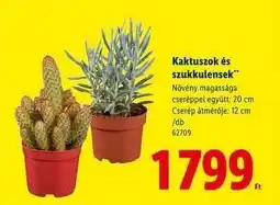 Lidl Kaktuszok és szukkulensek ajánlat
