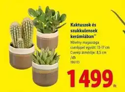 Lidl Kaktuszok és szukkulensek kerámiában ajánlat