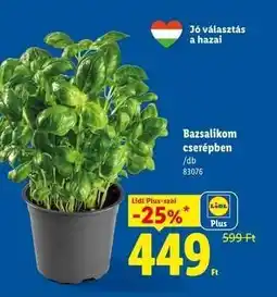 Lidl Bazsalikom cserépben ajánlat