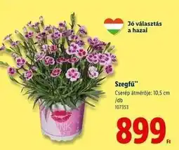 Lidl Szegfű ajánlat