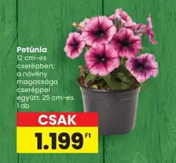 Spar Petúnia ajánlat