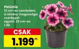 Interspar Petúnia ajánlat