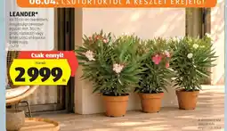 ALDI Leander ajánlat