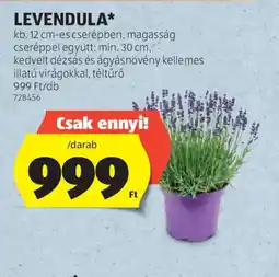 ALDI Levendula ajánlat