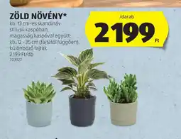 ALDI Zöld növény ajánlat