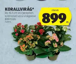 ALDI Korallvirág ajánlat