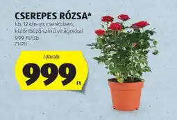 ALDI Cserepes rózsa ajánlat