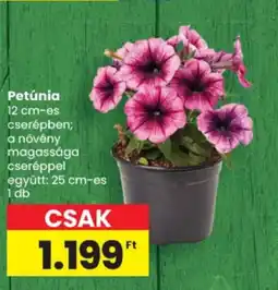 Spar Petúnia ajánlat