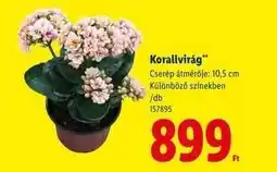 Lidl Korallvirág ajánlat
