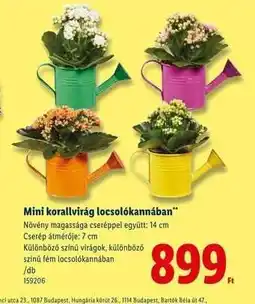 Lidl Mini korallvirág locsolókannában ajánlat