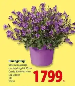 Lidl Harangvirág ajánlat