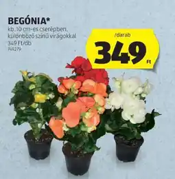 ALDI Begónia ajánlat