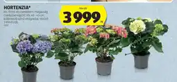 ALDI Hortenzia ajánlat