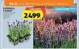 ALDI Levendula, 6 darab ajánlat