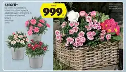 ALDI Szegfű ajánlat
