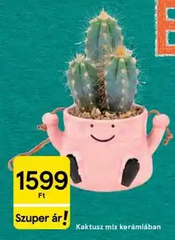 Tesco Kaktusz mix kerámiában ajánlat