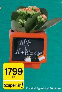Tesco Korallvirág mix kerámiában ajánlat