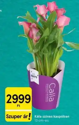 Tesco Kála színes kaspóban ajánlat