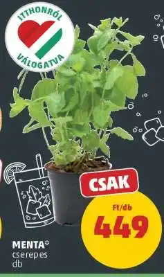 PENNY MENTA ajánlat