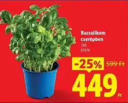 Lidl Bazsalikom cserépben ajánlat