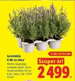 Lidl Levendula 6 db-os tálca ajánlat