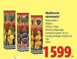 Lidl Mediterrán növénymix ajánlat
