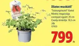 Lidl Illatos muskátli ajánlat