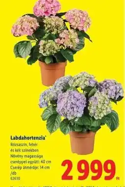 Lidl Labdahortenzia ajánlat