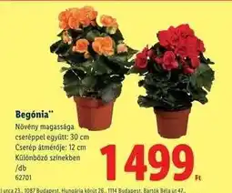 Lidl Begónia ajánlat