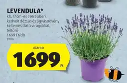 ALDI Levendula ajánlat