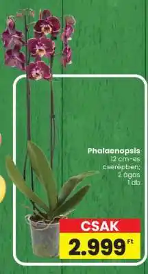 Spar Phalaenopsis ajánlat