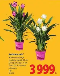 Lidl Kurkuma mix ajánlat