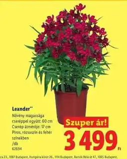 Lidl Leander ajánlat