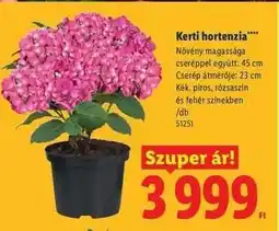 Lidl Kerti Hortenzia ajánlat