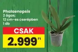 Interspar Phalaenopsis ajánlat